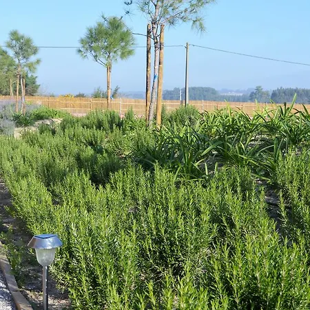 Obidos Wood Olho Marinho