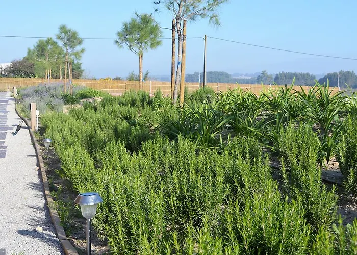 Obidos Wood Olho Marinho